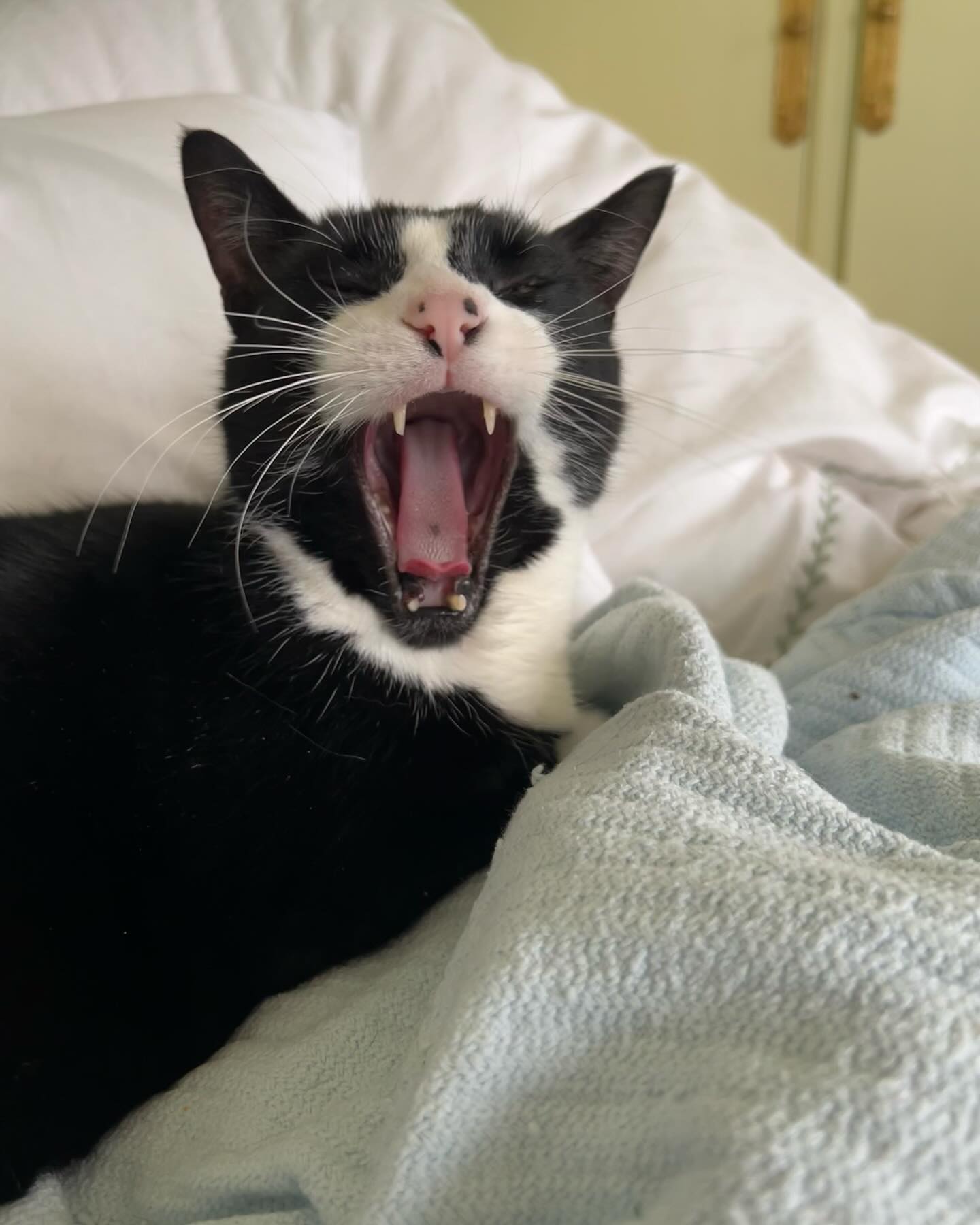 boutros-yawn tuxedo cat in paris